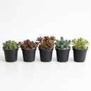 Buy an 8-pack of 2" live succulents online. A versatile collection of eight small succulent plants, ideal for events, party favors, gifts, and succulent projects.