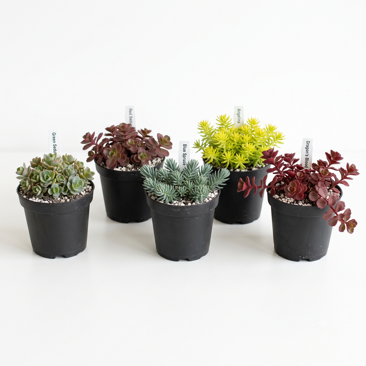 Random Hardy Sedum 2" Succulent for sale. These compact Sedum plants add texture and greenery to containers and rock gardens. They prefer bright light, fast-draining soil, and minimal watering.