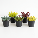 Buy an 8-pack of 2" live succulents online. A versatile collection of eight small succulent plants, ideal for events, party favors, gifts, and succulent projects.