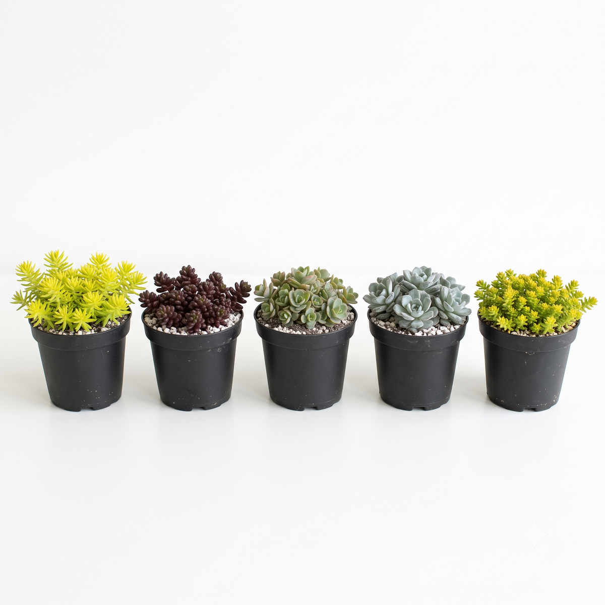 Random Hardy Sedum 2" live succulent for sale. A versatile, easy-care plant with unique textures and compact growth, perfect for succulent collections, outdoor gardens, and container displays.