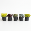 Buy an 8-pack of 2" live succulents online. A versatile collection of eight small succulent plants, ideal for events, party favors, gifts, and succulent projects.