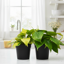 Philodendron variety pack, live Philodendron plants, heartleaf philodendron, variegated philodendron, easy houseplants, 4 inch plant bundle, indoor trailing plants, air purifying plants