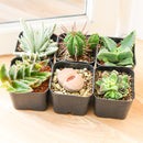 2" Potted Collector’s Assortment with Unusual Varieties, Hard to find succulents, 2 inch rare plants, weird succulents, variegated succulents, exotic indoor plants, succulent gift for collectors