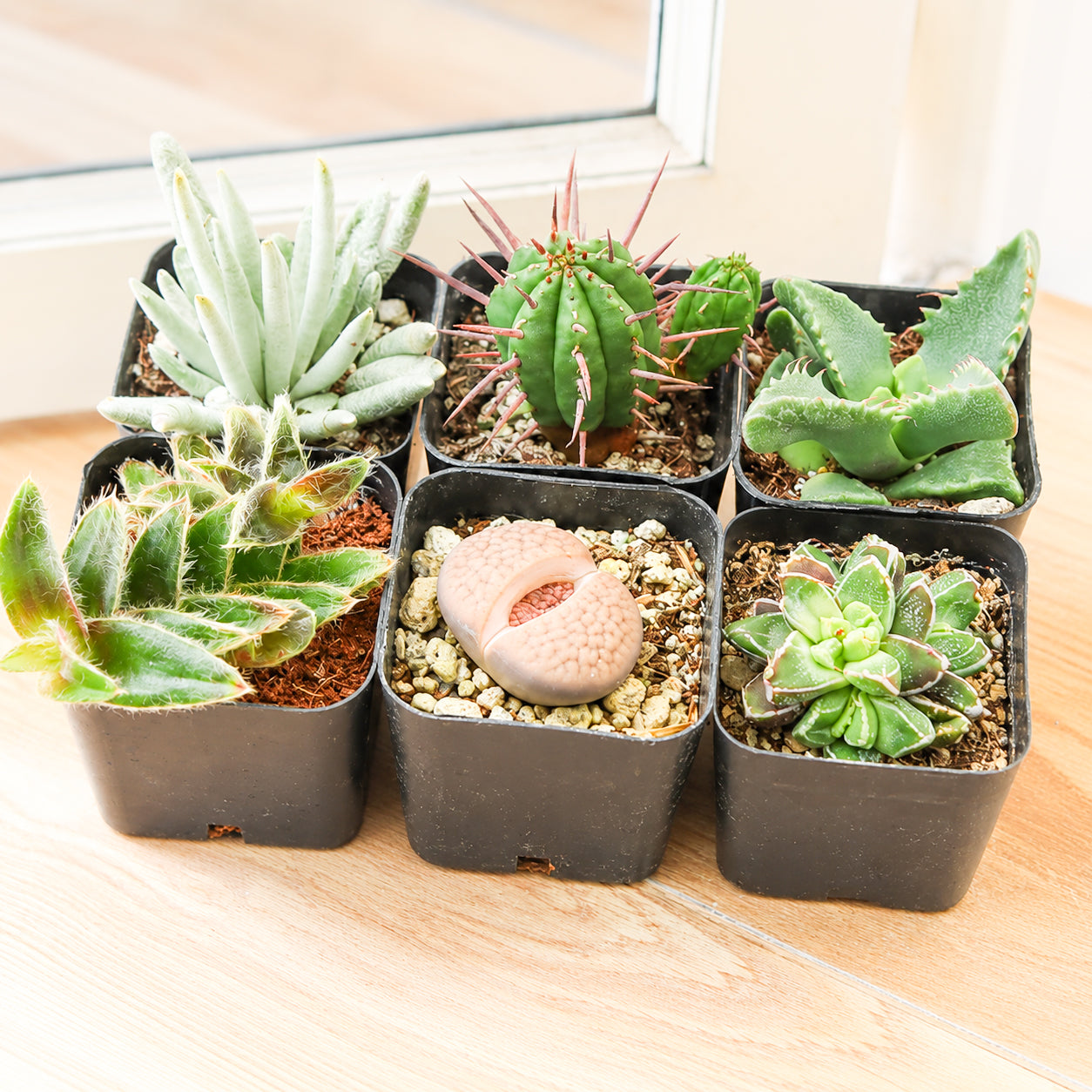 Rare & Unique Succulent Pack