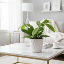 Buy Hoya 'Crassipetiolata' wax plant in 4 inch grower pot, Sun-stressing Hoya varieties, Rare Hoya plants for sale