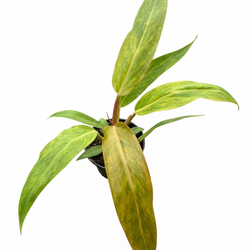 Rare Philodendron varieties, Buy stunning Philodendron 'Orange Marmalade' online, Rare Quadcolor Variegated Plant