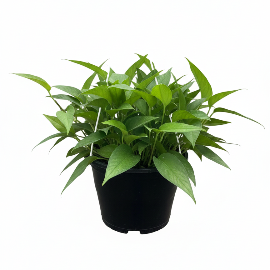 Dragon Tail Pothos variety, Skeleton Key Epipremnum care, Skeleton Key plant 6 inch grower pot for sale