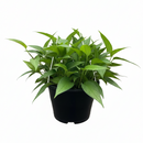 Dragon Tail Pothos variety, Skeleton Key Epipremnum care, Skeleton Key plant 6 inch grower pot for sale