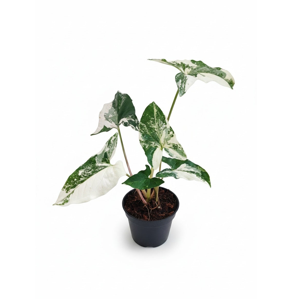 Buy Rare White Variegated Arrowhead Plant 6 inch plastic pot, Stunning White/Green Foliage for Home Decoration