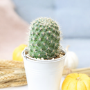 2 inch Rebutia fabrisii, green succulents, indoor succulents, succulent care guide, buy succulents online