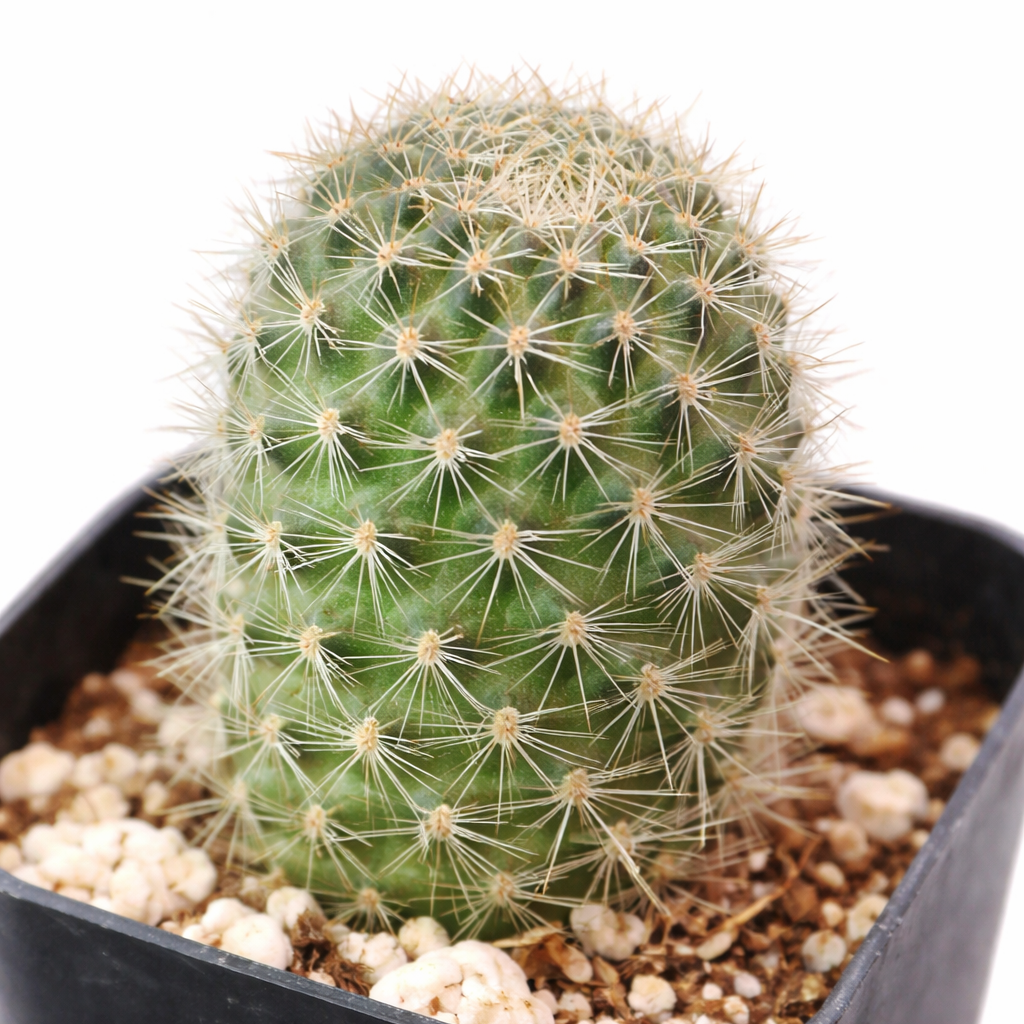 2 inch Rebutia fabrisii, green succulents, indoor succulents, succulent care guide, buy succulents online