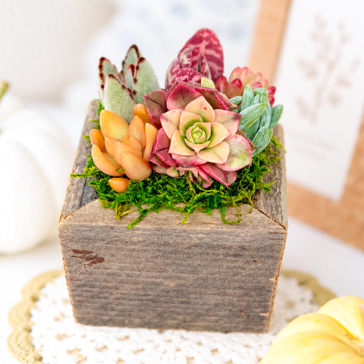 6 live succulents arrangement in a square reclaimed wood planter box