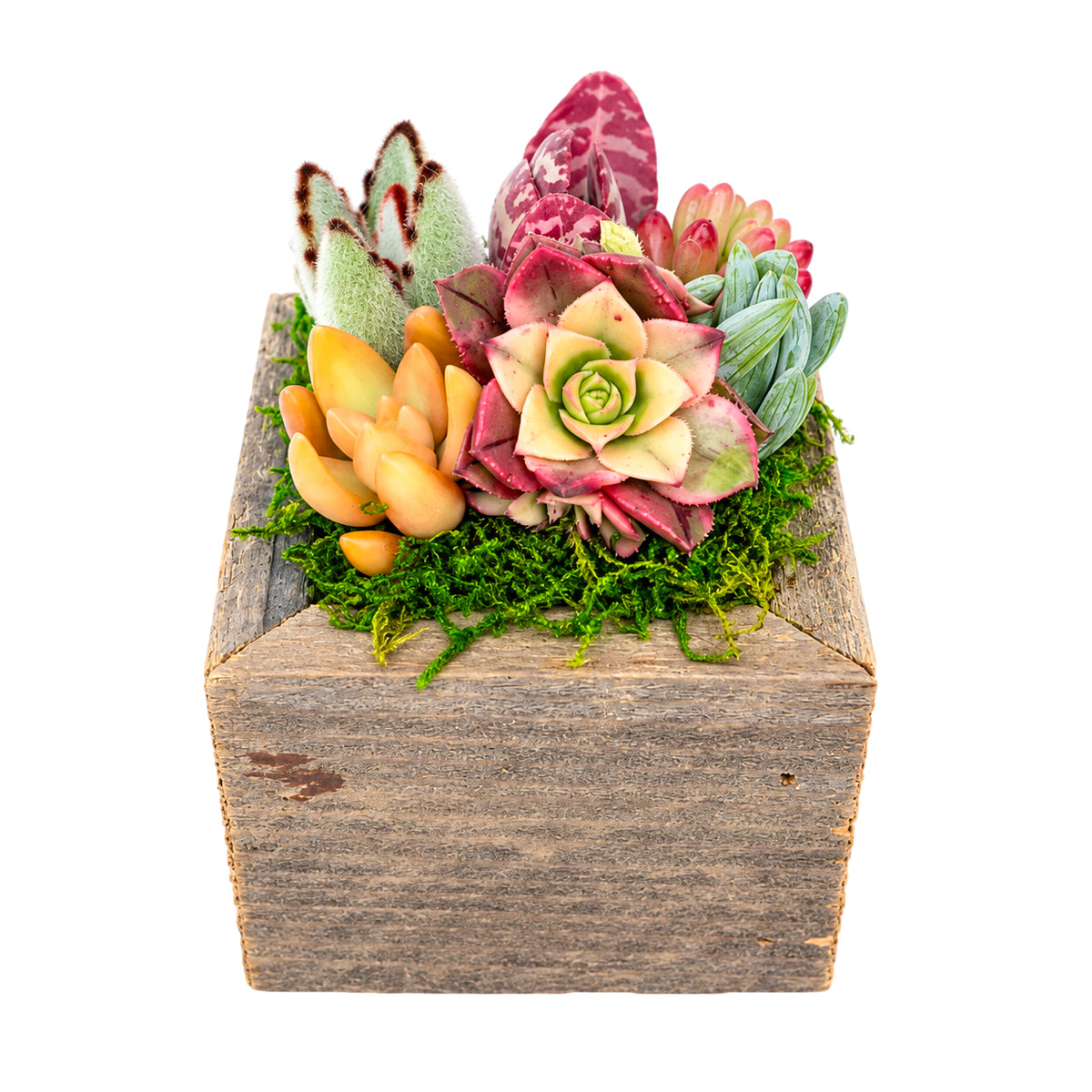 Close up of vibrant succulents planted in a square reclaimed wood box