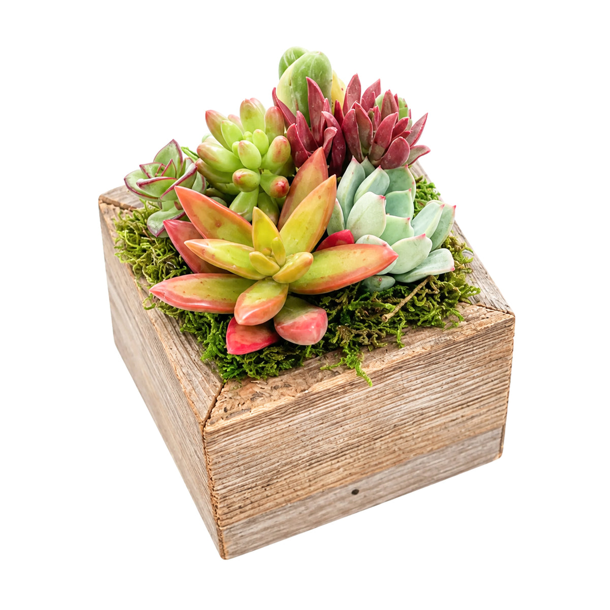 Side view of mini succulent garden in a handmade reclaimed wood square pot