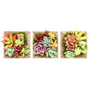 Buy Reclaimed Wood Square Box Mini Succulent Arrangement online. A charming mini succulent arrangement displayed in a rustic reclaimed wood square box, perfect for gifts and home decor.