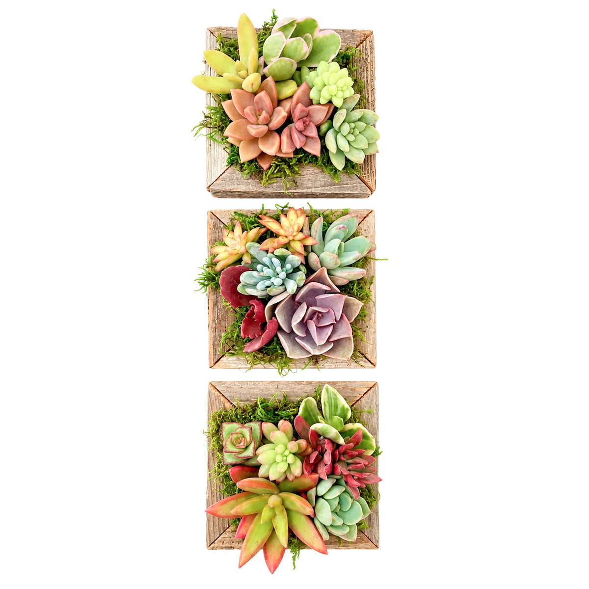 Vertical display of rustic reclaimed wood square pots with mini succulents