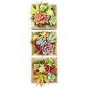Buy Reclaimed Wood Square Box Mini Succulent Arrangement online. A charming mini succulent arrangement displayed in a rustic reclaimed wood square box, perfect for gifts and home decor.