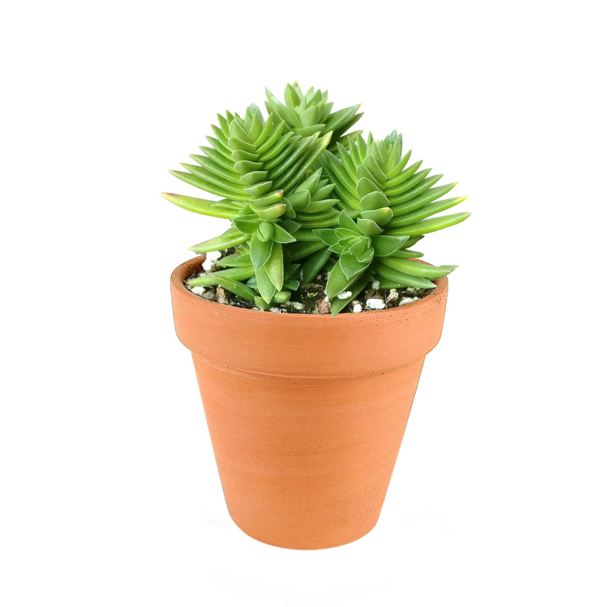 shark succulent Buy Crassula Red Pagoda (Shark Tooth) Online: A Unique Shaped Succulent