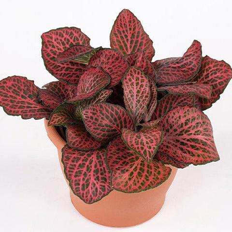 Red Nerve Plant Fittonia for sale, Buy Lucky Plant online