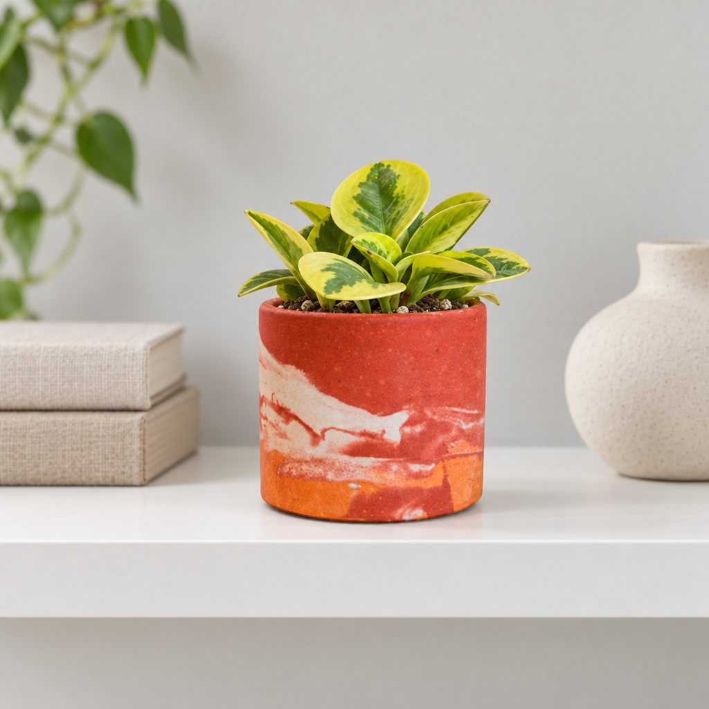 buy red watercolor ceramic pot online, artistic red watercolor finish, glossy ceramic material, perfect for 2 inch and 3 inch plants, includes a separate tray option, great for small houseplants and herbs, unique plant lover gift