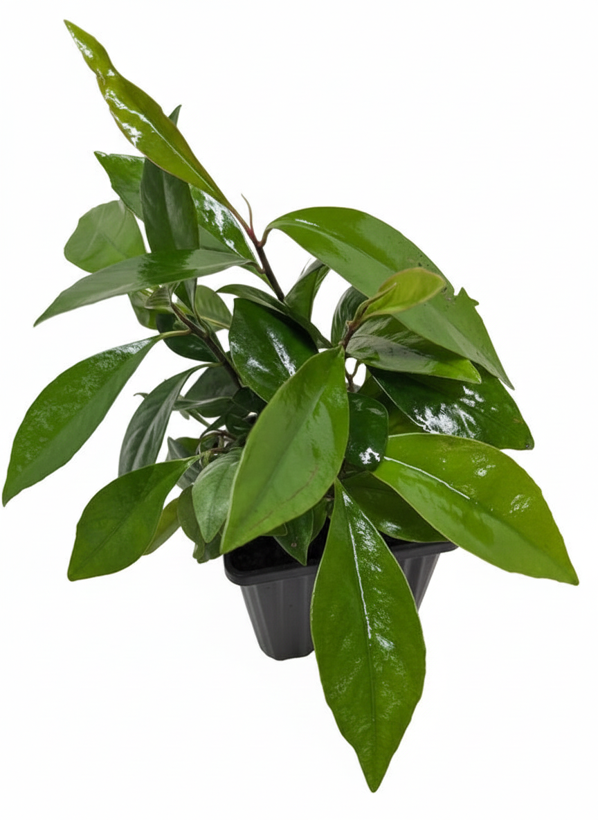 Ardisia 'Red' (Coral Berry) live plant in a black plastic pot with glossy green leaves on a white background