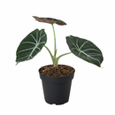 4 inch Alocasia Reginula Black Velvet, 4 inch decorative indoor plants, houseplants for sale, buy Alocasia Reginula Black Velvet online
