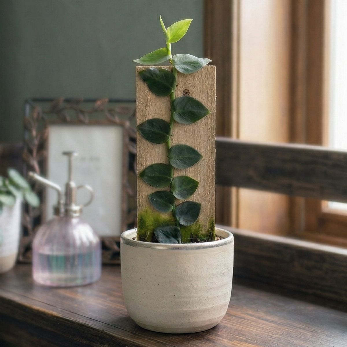 4 inch live Rhaphidophora Hayi (shingle plant) rare climbing houseplant for sale, Rhaphidophora Hayi rare tropical plant for collectors and enthusiasts, Rhaphidophora Hayi compact climbing plant for vertical display