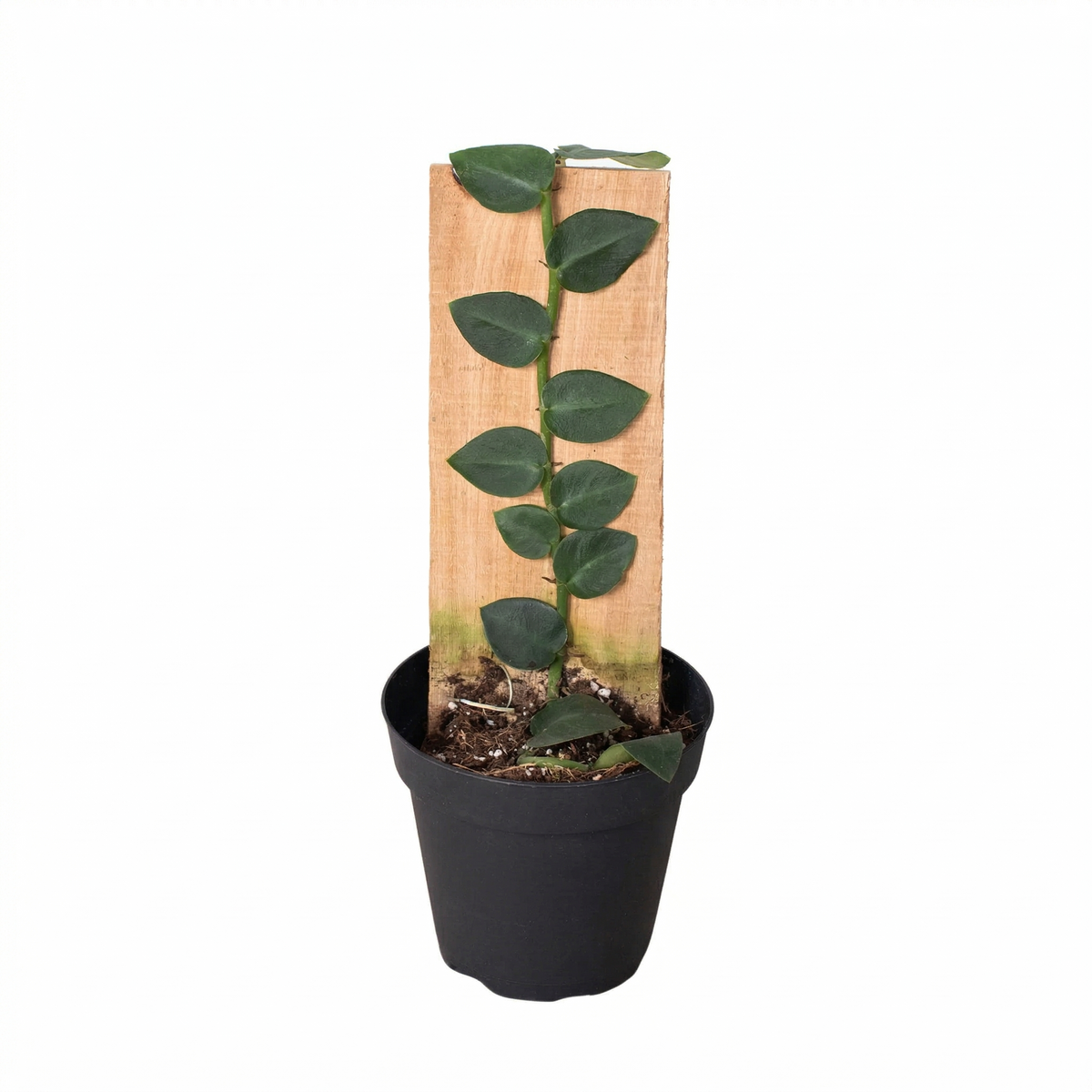 Live Rhaphidophora Hayi (shingle plant) rare climbing houseplant 4in. for sale, shingle plant Rhaphidophora Hayi unique flat growing foliage plant, Rhaphidophora Hayi rare aroid plant for indoor jungle setup