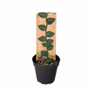 Buy 4 inch Rhaphidophora Hayi (Shingle Plant) live plant online, Rhaphidophora Hayi indoor plant for bright indirect light, Rhaphidophora Hayi small space vertical growing indoor plant