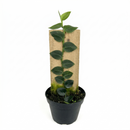 Buy 4 inch Rhaphidophora Hayi (Shingle Plant) live plant online, Rhaphidophora Hayi indoor plant for bright indirect light, Rhaphidophora Hayi small space vertical growing indoor plant