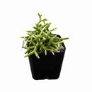 2 inch Rhipsalis Coral Cactus on black plastic pot, Rhipsalis Coral Cactus for sale, buy Rhipsalis Coral Cactus online