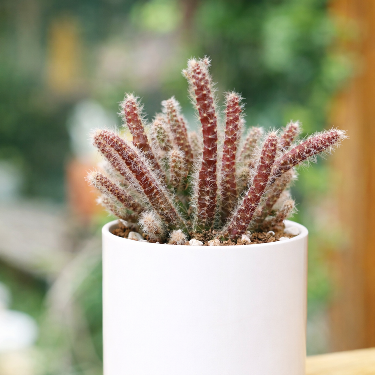 2 inch Mouse Tail Cactus, green succulents, indoor succulents, succulent care guide, buy succulents online