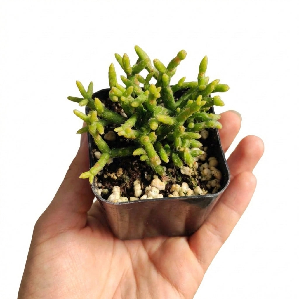2 inch Rhipsalis Coral Cactus on black plastic pot, Rhipsalis Coral Cactus for sale, buy Rhipsalis Coral Cactus online