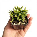 2 inch Rhipsalis Coral Cactus on black plastic pot, Rhipsalis Coral Cactus for sale, buy Rhipsalis Coral Cactus online