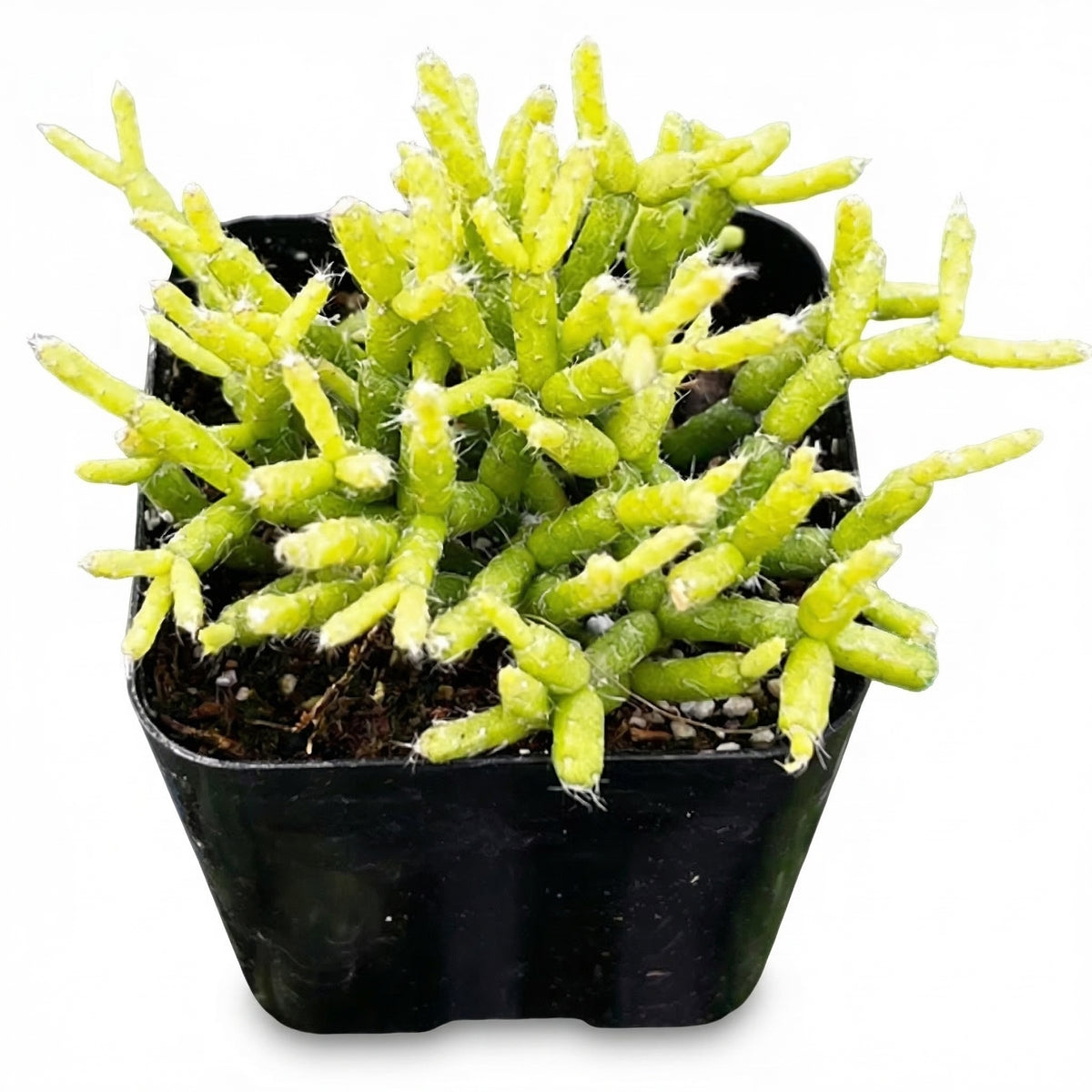 2 inch Rhipsalis Coral Cactus on black plastic pot, Rhipsalis Coral Cactus for sale, buy Rhipsalis Coral Cactus online