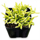 2 inch Rhipsalis Coral Cactus on black plastic pot, Rhipsalis Coral Cactus for sale, buy Rhipsalis Coral Cactus online