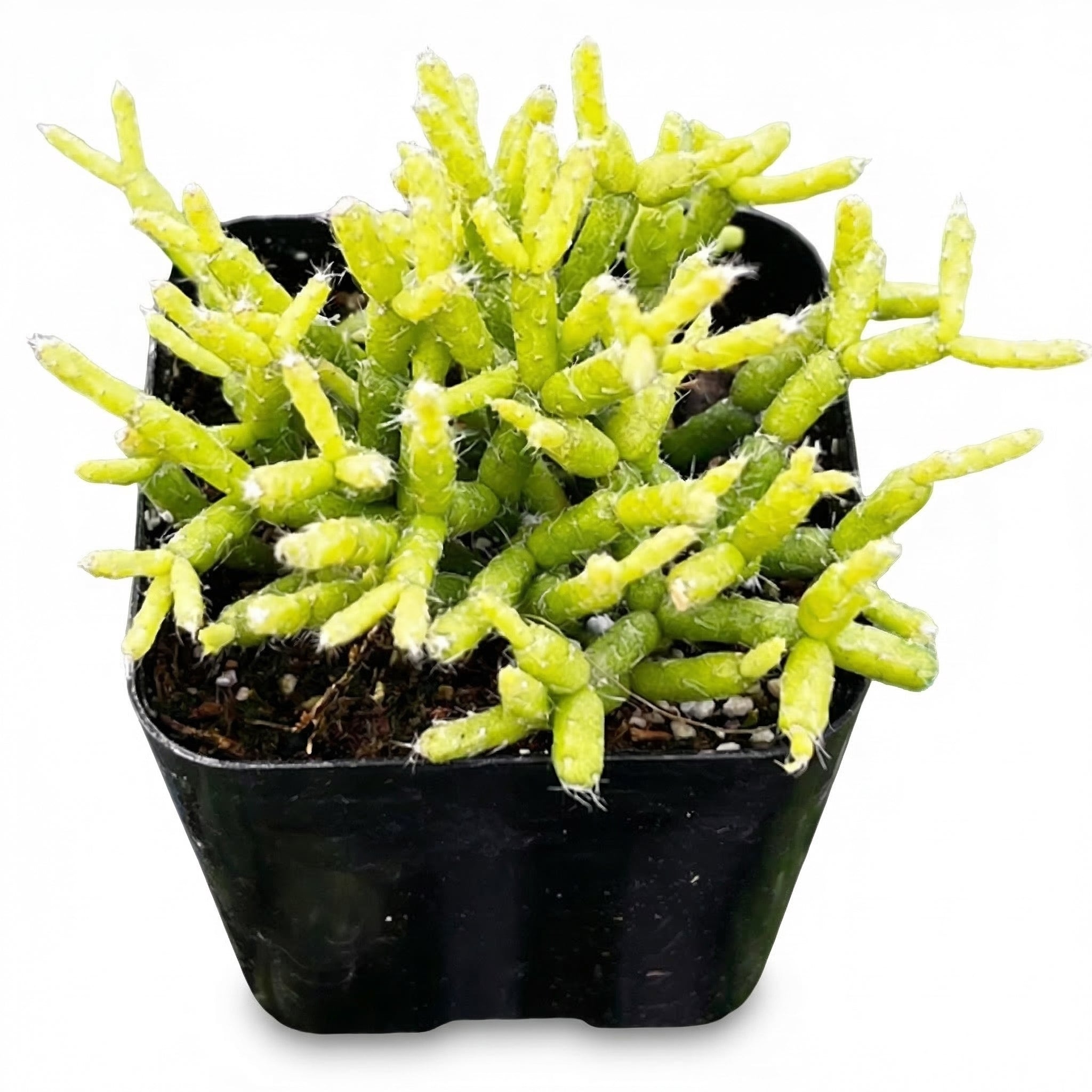 succulent plant that looks like coral Rhipsalis Coral Cactus