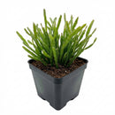 2 inch Rhipsalis ewaldiana, green succulents, indoor succulents, succulent care guide, buy succulents online