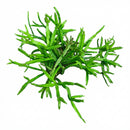 2 inch Rhipsalis ewaldiana, green succulents, indoor succulents, succulent care guide, buy succulents online