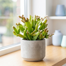 Buy an 8-pack of 4" live plants online. Choose eight plants of your choice to create a lush and diverse collection in 4" pots. Perfect for filling larger spaces, decorating your home or office, and growing your plant collection.