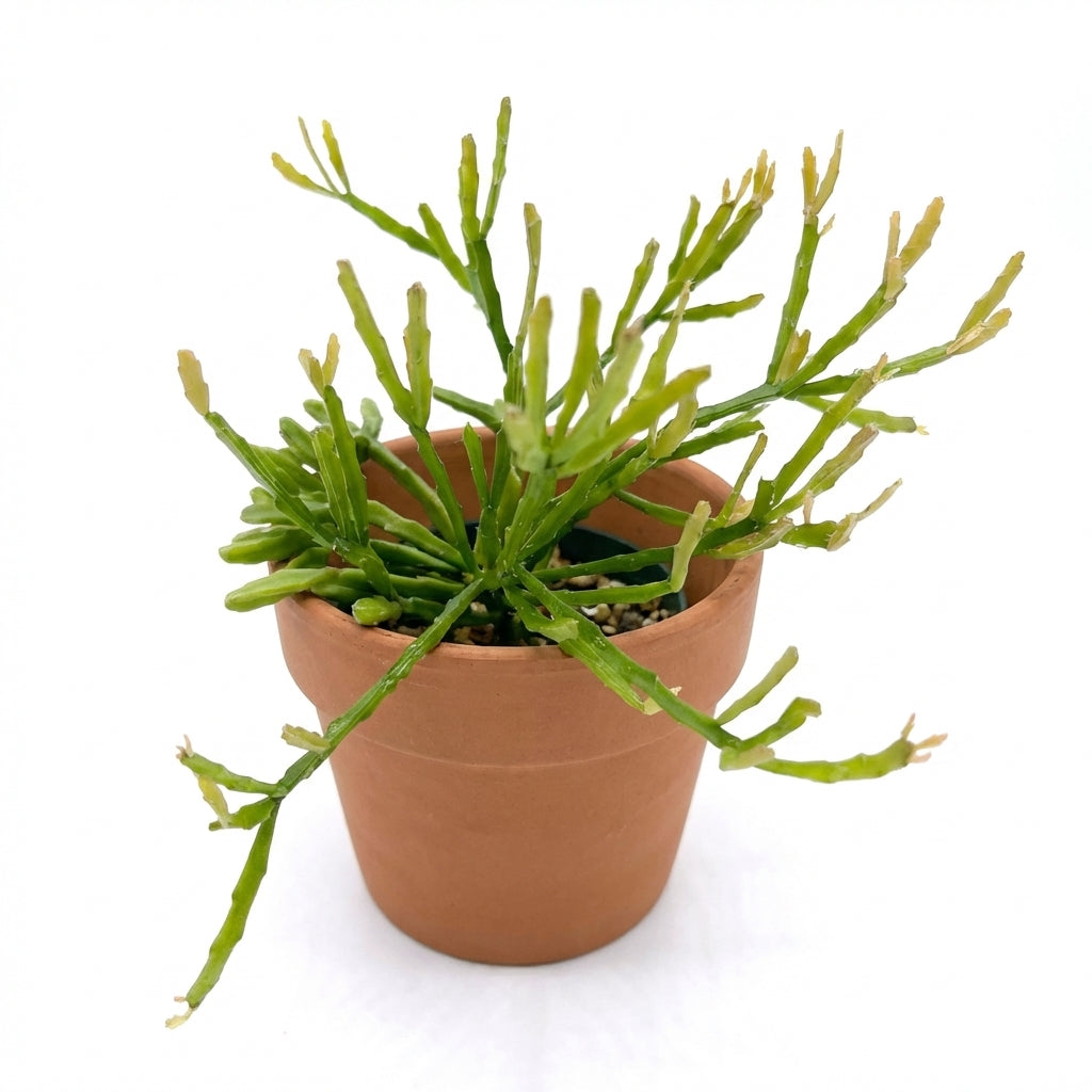 2 inch Rhipsalis ewaldiana, green succulents, indoor succulents, succulent care guide, buy succulents online