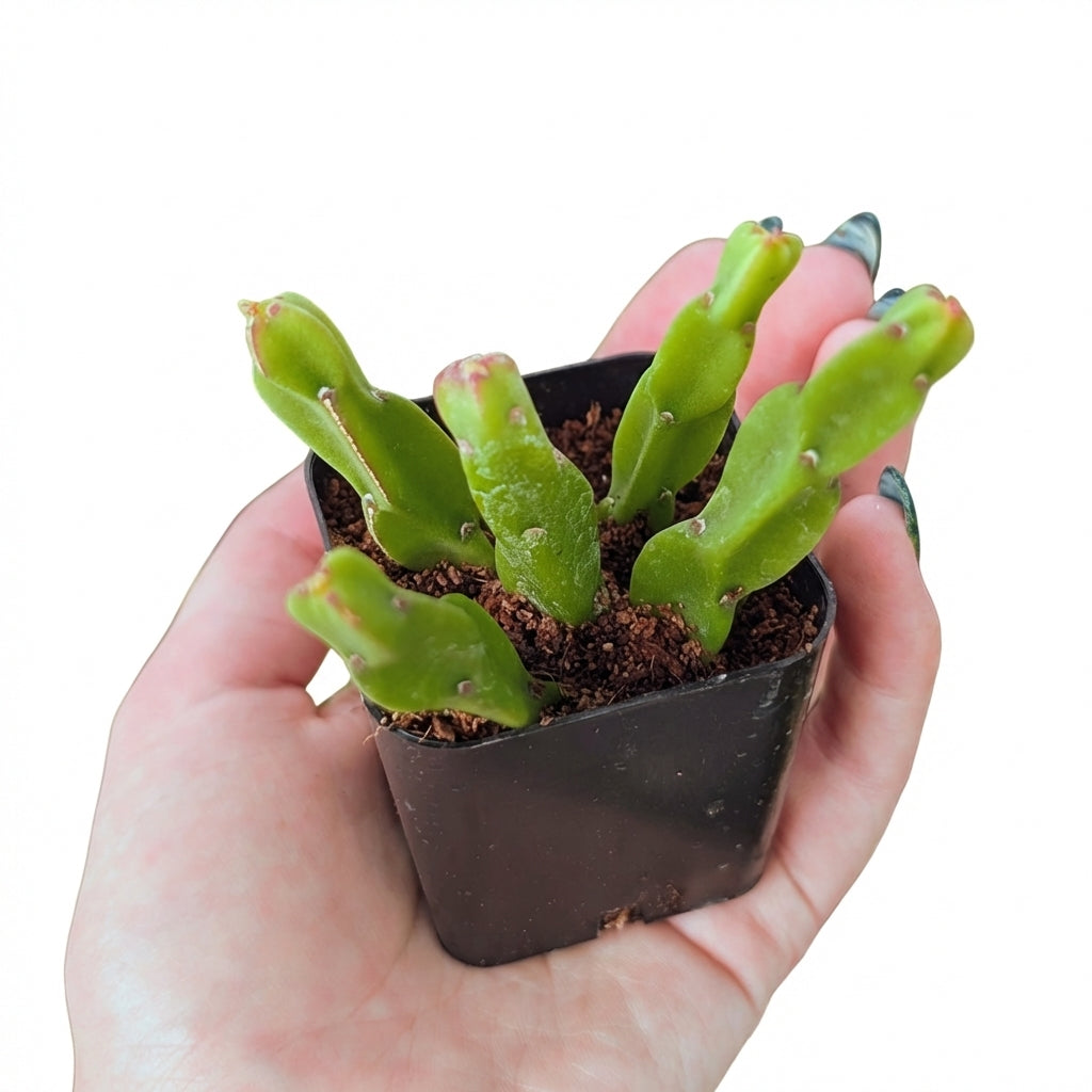 2 inch Rhipsalis paradox, green succulents, indoor succulents, succulent care guide, buy succulents online