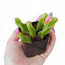 2 inch Rhipsalis paradox, green succulents, indoor succulents, succulent care guide, buy succulents online