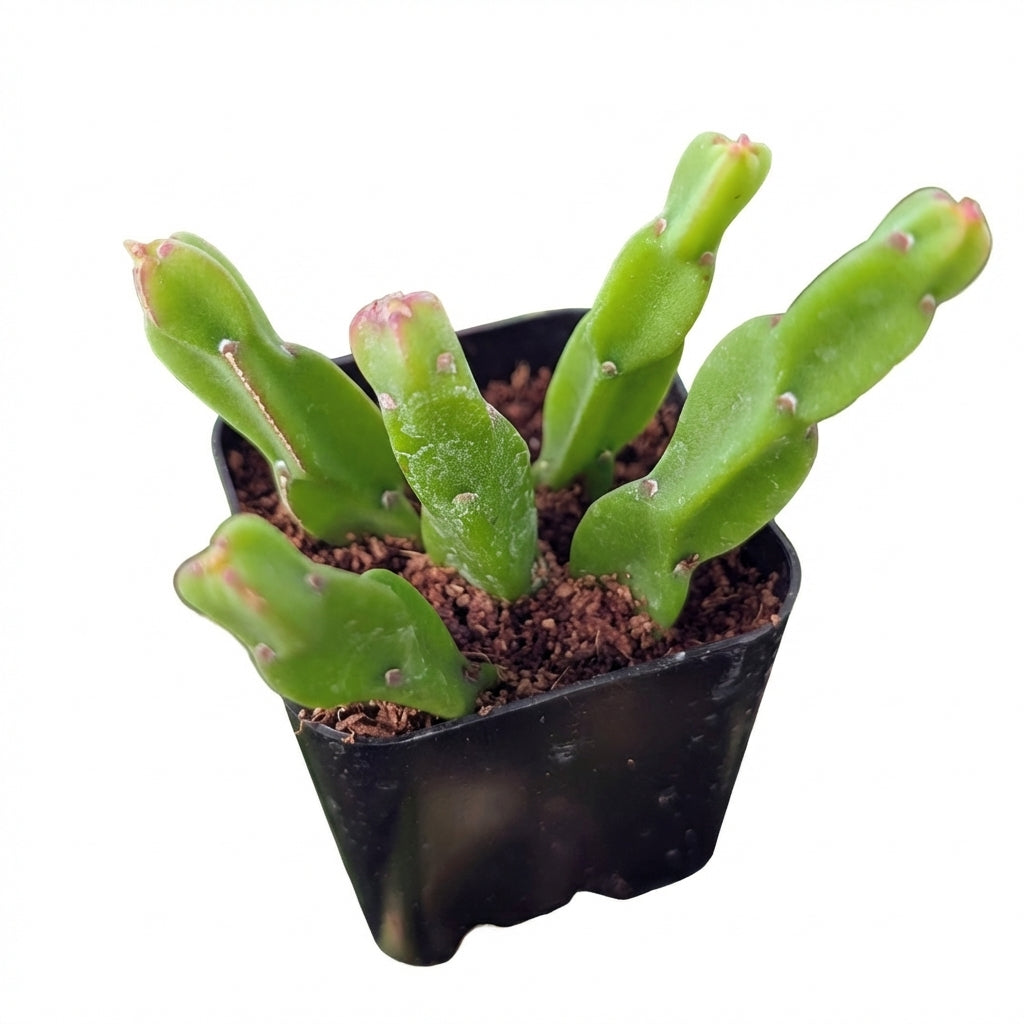 2 inch Rhipsalis paradox, green succulents, indoor succulents, succulent care guide, buy succulents online