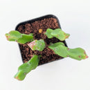 2 inch Rhipsalis paradox, green succulents, indoor succulents, succulent care guide, buy succulents online