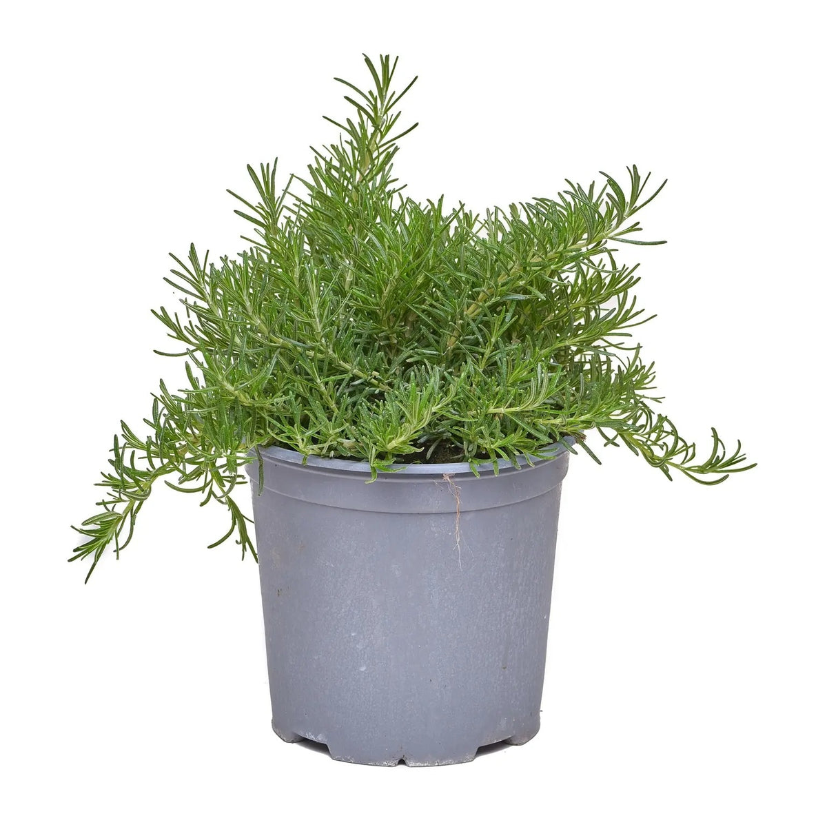 Trailing Rosemary, Trailing Rosemary in 4 inch pot, Trailing Rosemary for sale, drought tolerant herbs