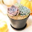 Buy Rosette Succulent Arrangement in 4" Black Plastic Planter with Dish online. A thoughtful plant gift for succulent lovers, offices, shelves, and small spaces.