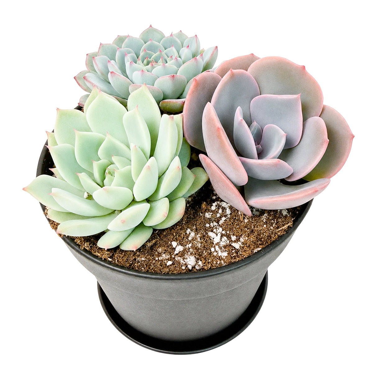 Rosette Succulent Arrangement in 4" Black Plastic Planter with Dish for sale. A stylish display of colorful rosette succulents in a sleek black planter.