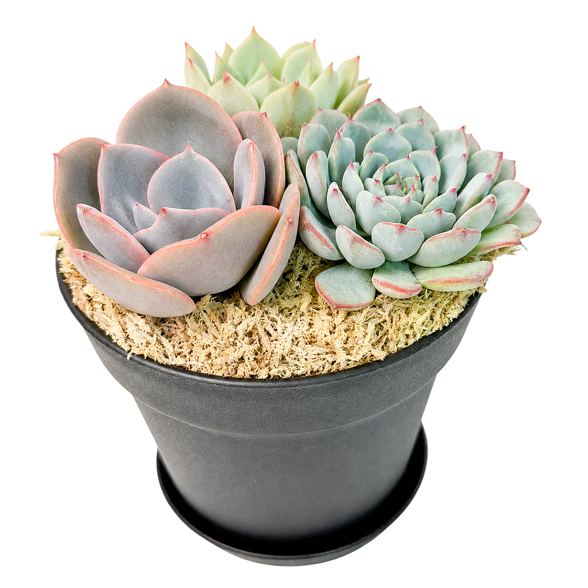 Buy Rosette Succulent Arrangement in 4" Black Plastic Planter with Dish online. This low-maintenance succulent centerpiece adds natural beauty to any indoor space.