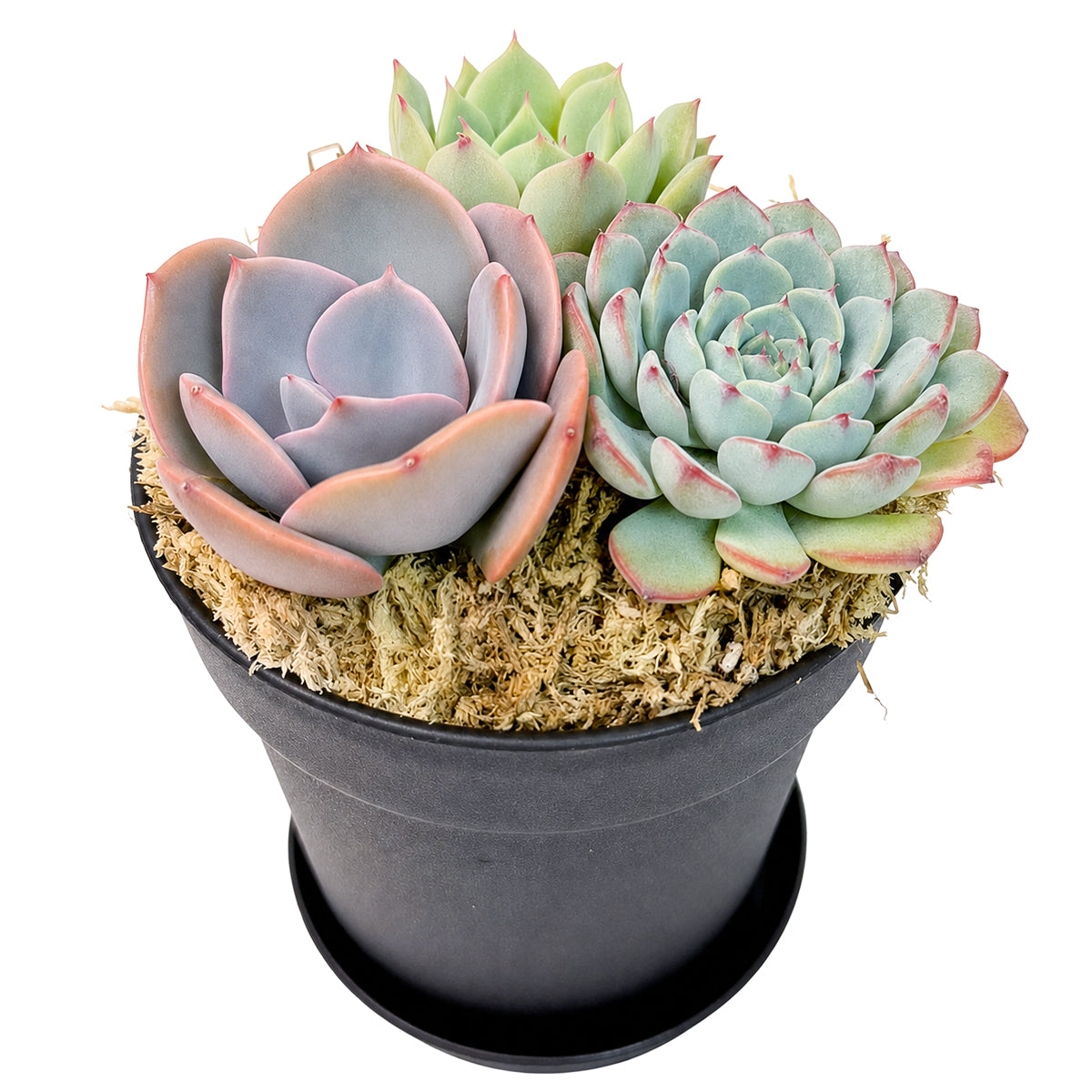 Rosette Succulent Arrangement in 4" Black Plastic Planter with Dish for sale. A charming succulent display featuring layered rosettes for a modern botanical look.